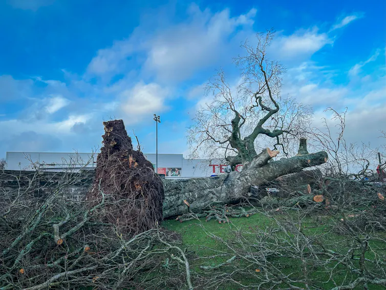 Downed tree