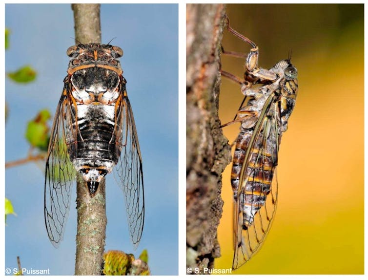 À gauche, Lyristes plebejus, à droite, Cicada orni