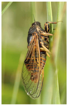 Cicadetta brevipennis litoralis