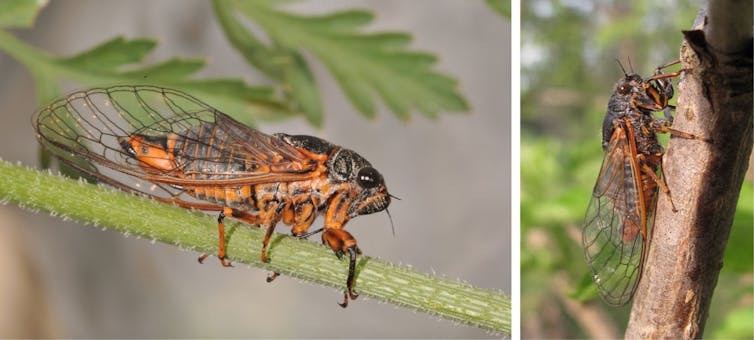 Cicadetta montana et Cicadetta cantilatrix
