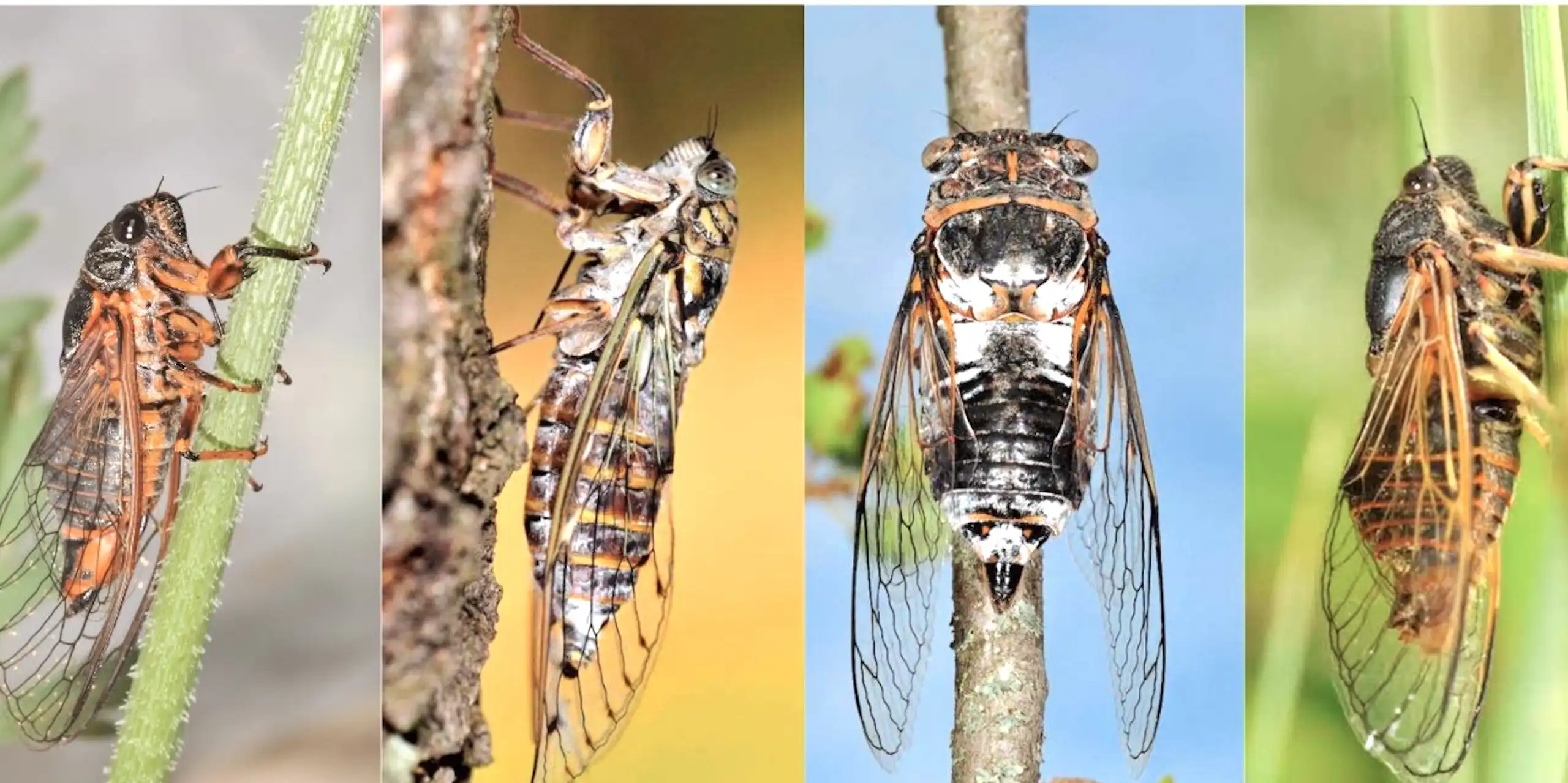 _Cicadetta montana_, _Cicada orni_, _Lyristes plebejus, _Cicadetta brevipennis litoralis_, _ Cicadetta cantilatrix_