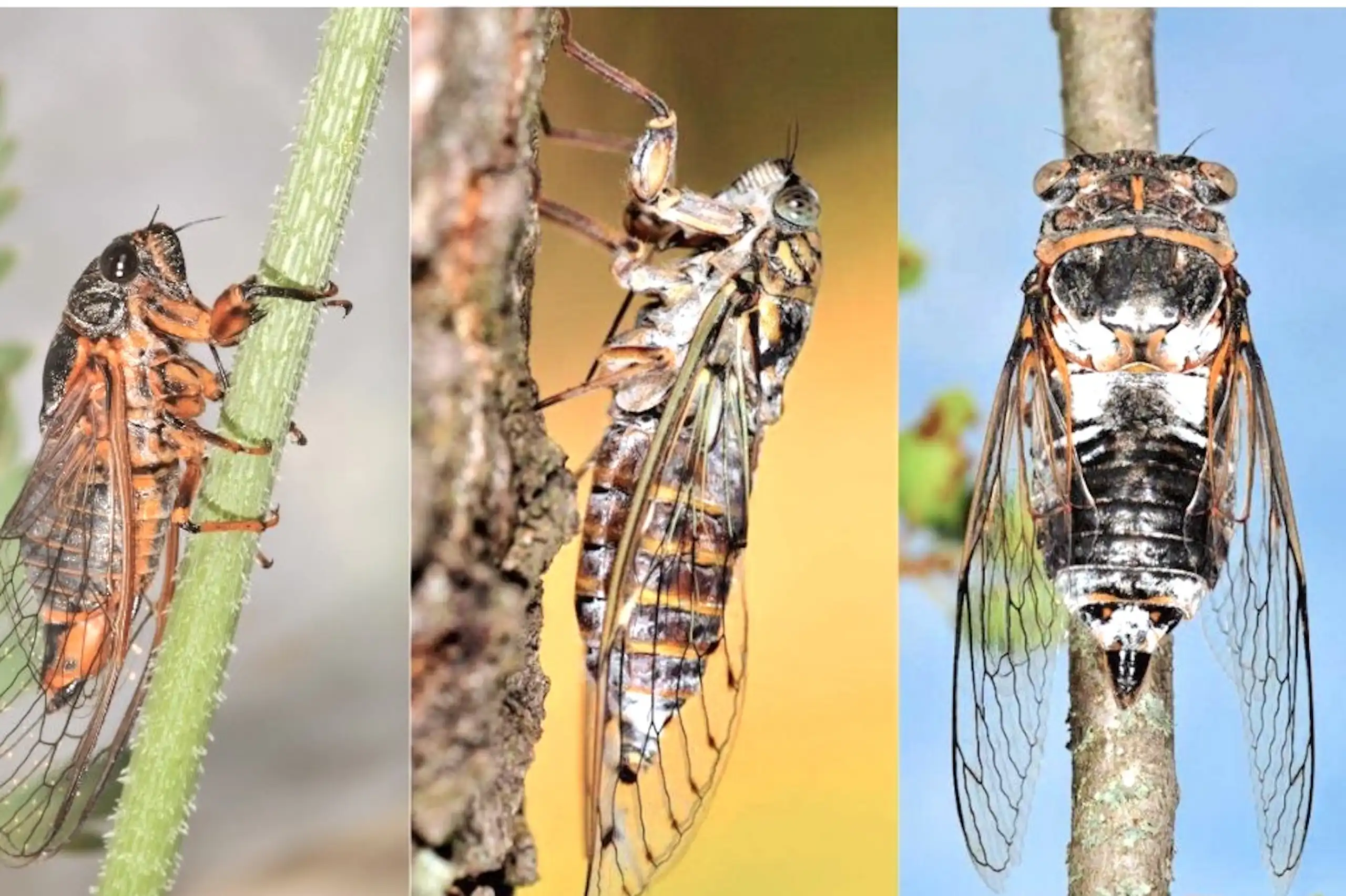 _Cicadetta montana_, _Cicada orni_, _Lyristes plebejus, _Cicadetta brevipennis litoralis_, _ Cicadetta cantilatrix_