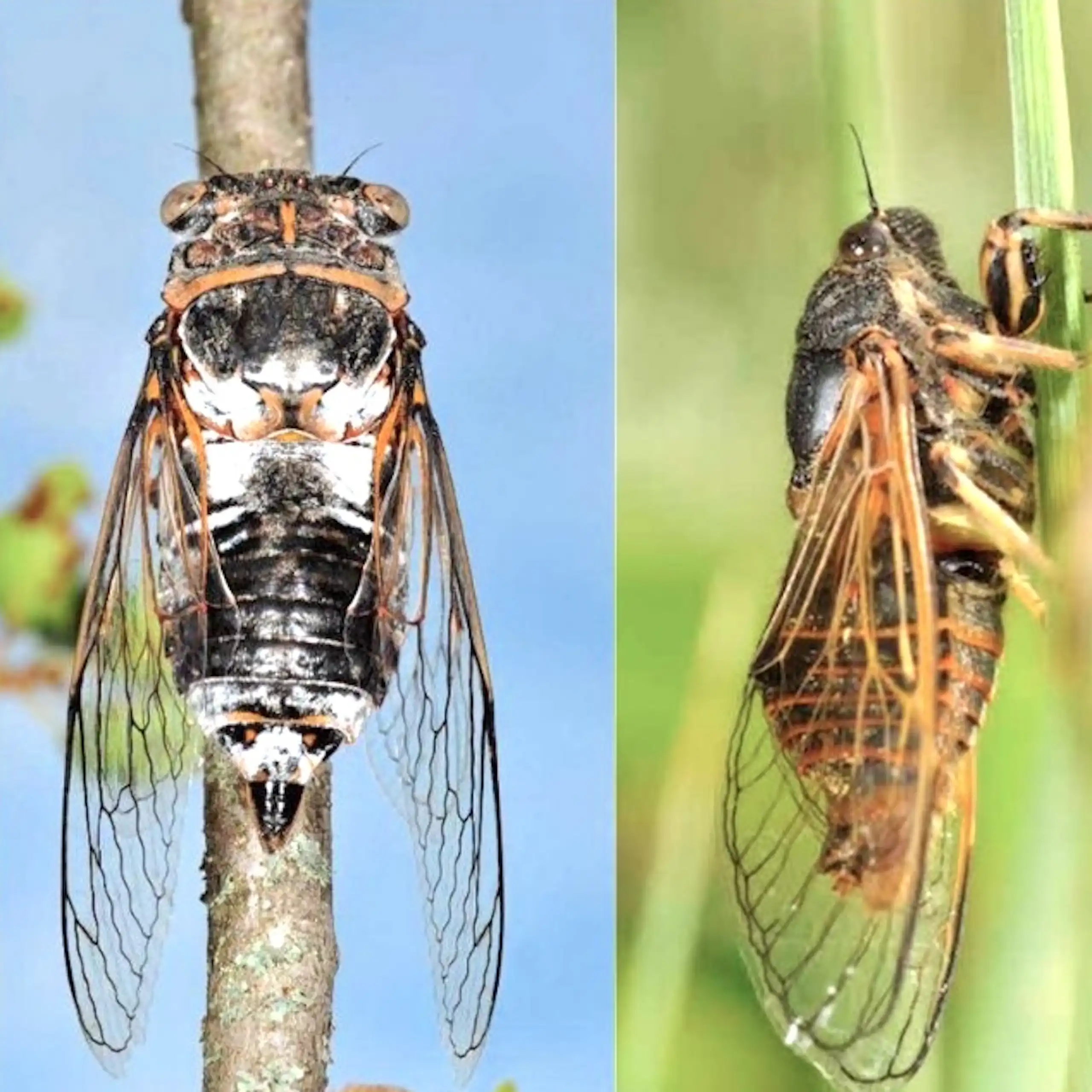 _Cicadetta montana_, _Cicada orni_, _Lyristes plebejus, _Cicadetta brevipennis litoralis_, _ Cicadetta cantilatrix_