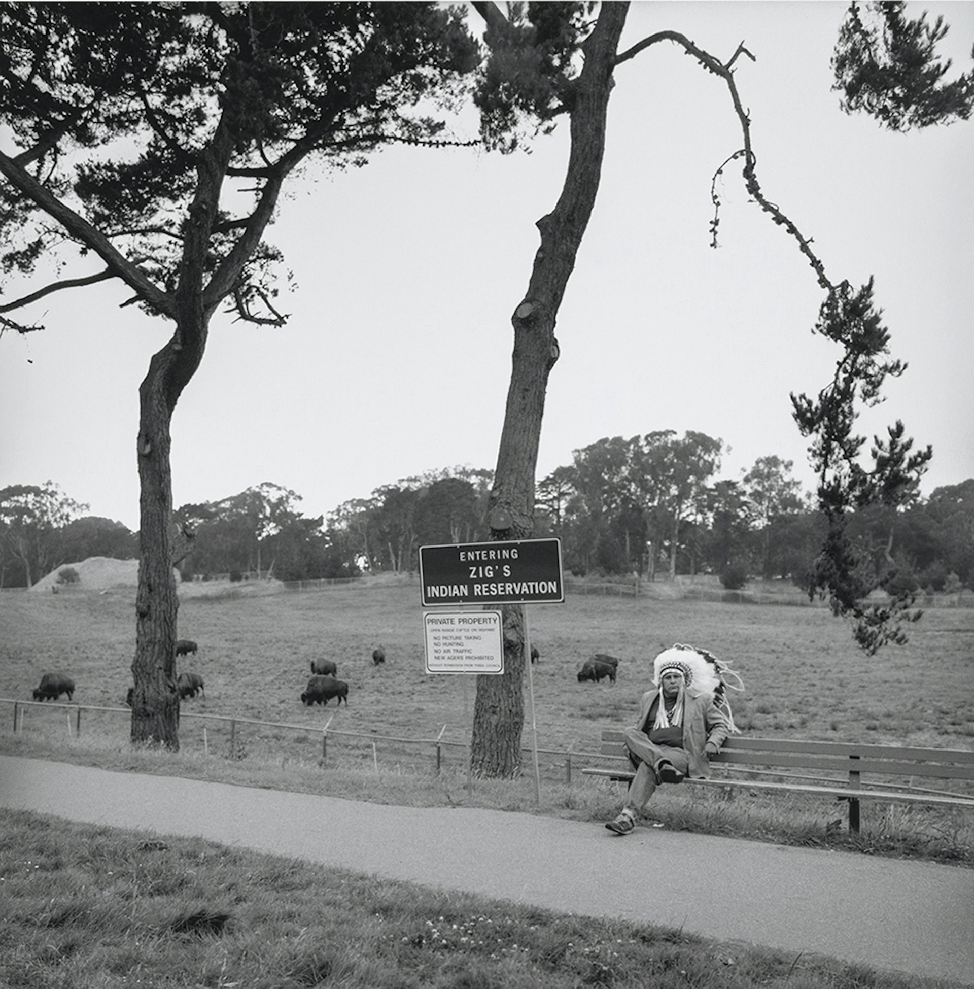 Man in Native American regalia posing on a bench in front of grazing buffaloes.