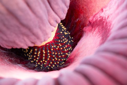 How a corpse plant makes its terrible smell − it has a strategy, and its female flowers do most of the work