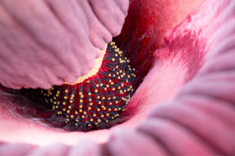 A view inside the flowering corpse plant, where rows of tiny yellow flowers and tiny red flowers ring a central stalk where the outer sheath folds out.