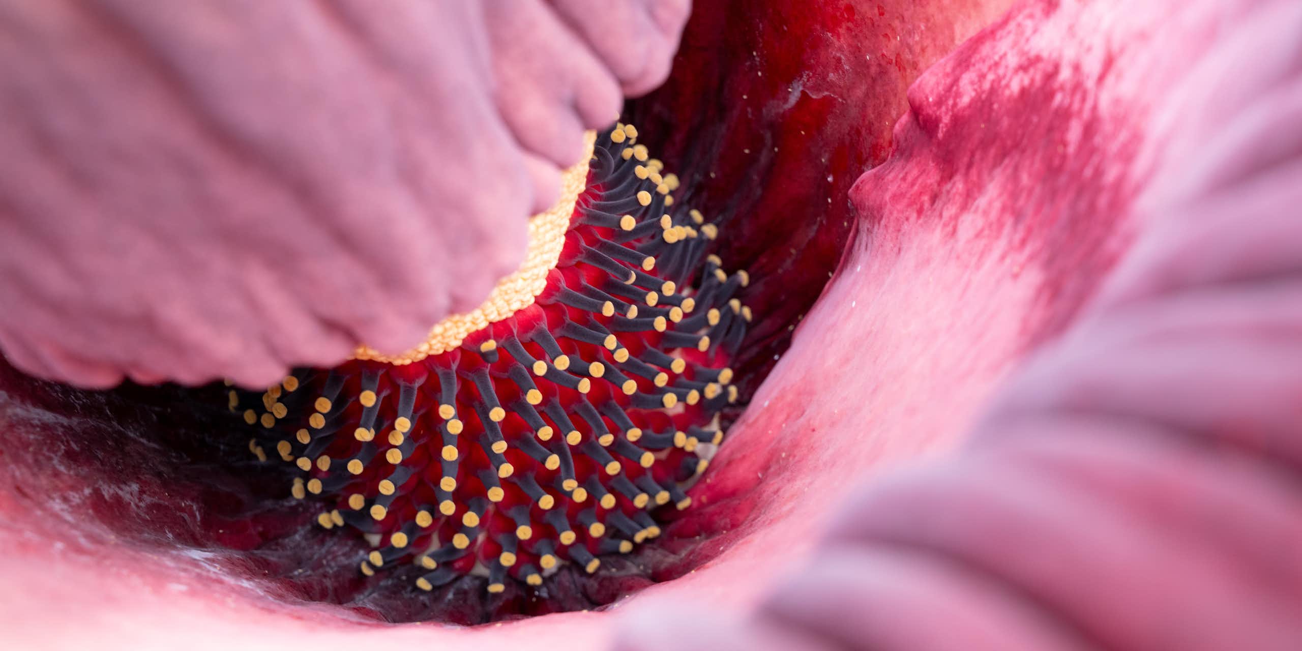 A view inside the flowering corpse plant, where rows of tiny yellow flowers and tiny red flowers ring a central stalk where the outer sheath folds out.