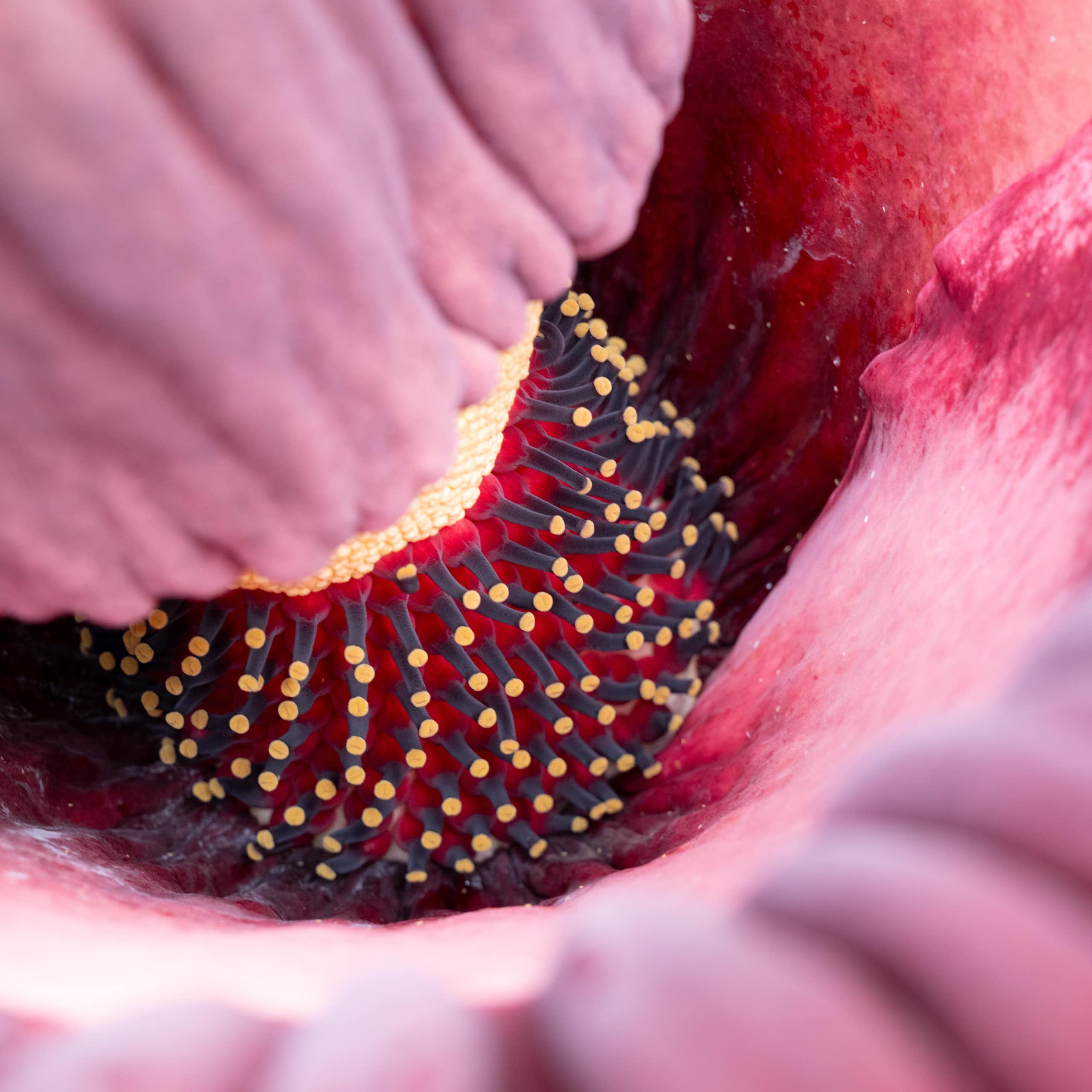 A view inside the flowering corpse plant, where rows of tiny yellow flowers and tiny red flowers ring a central stalk where the outer sheath folds out.
