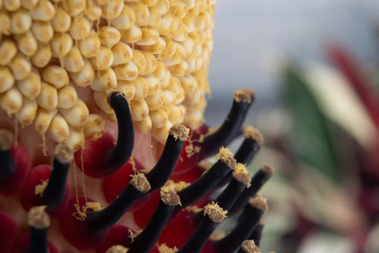 Une photo en gros plan des minuscules fleurs d’Arum titan