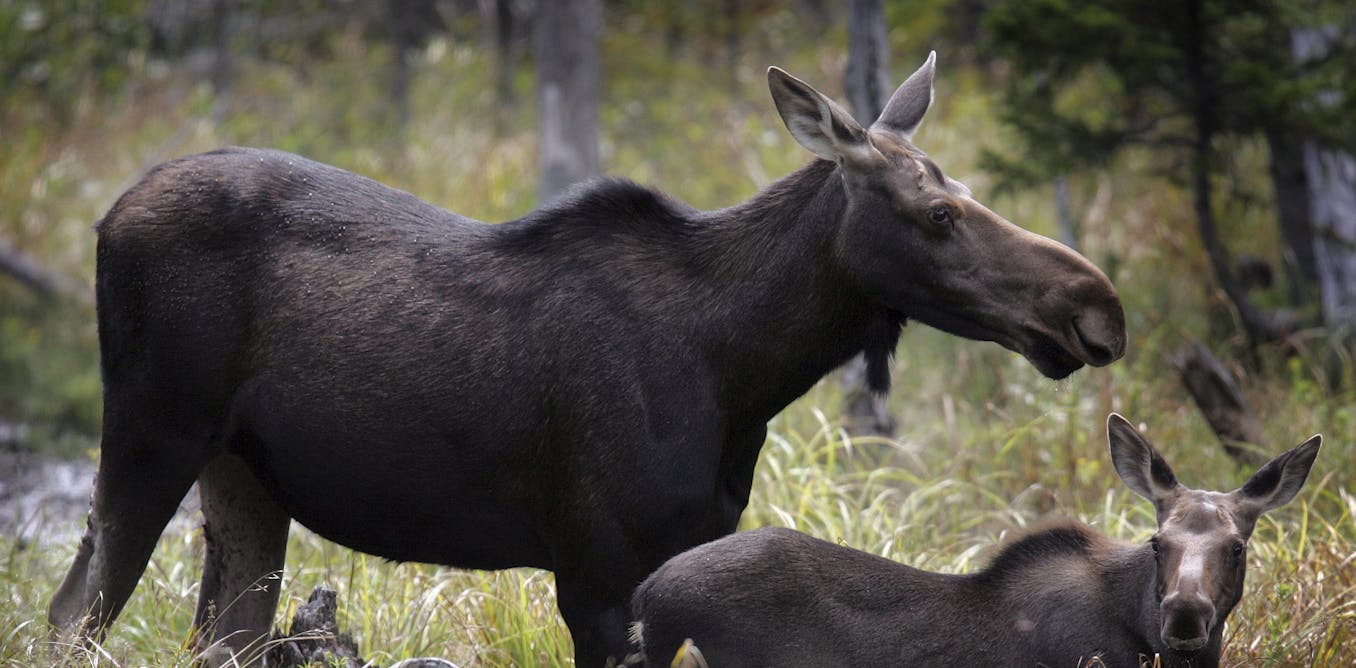 Parasitic worms bury themselves in the brains of moose and elk – a new test can help diagnose these animals to prevent disease spread Parasitic worms bury themselves in the brains of moose and elk – a new test can help diagnose these animals to prevent disease spread