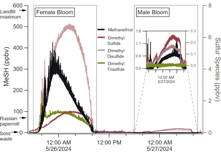 Un graphique montre quatre substances chimiques qui augmentent rapidement et fortement pendant la floraison femelle, puis augmentent beaucoup plus subtilement pendant la floraison mâle