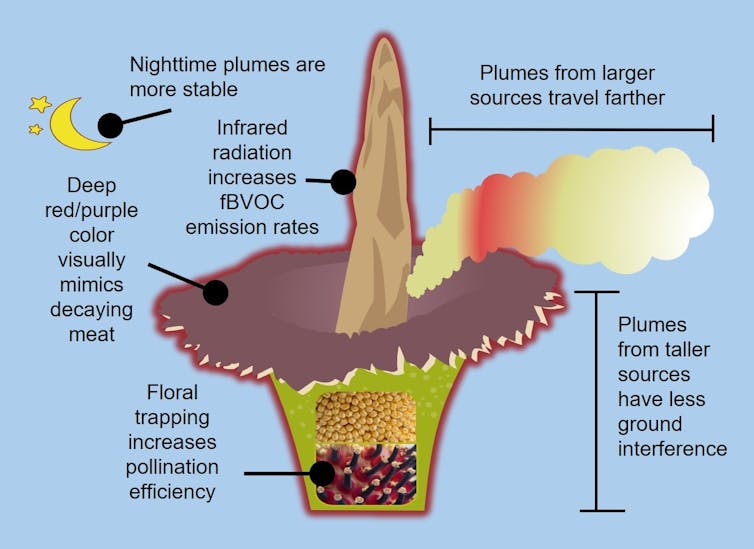 An illustration of a corpse flower and some key aspects