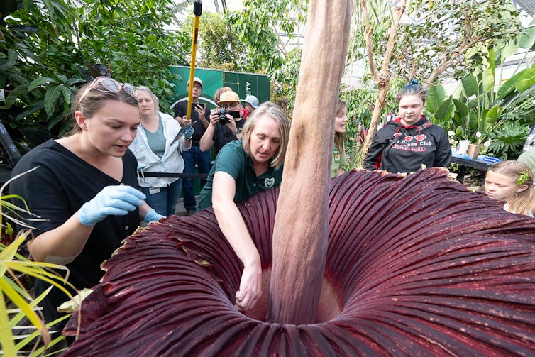 A woman reaches inside a giant open flower with a tall stalk.