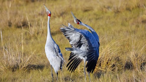 Want to see Australia’s rare and remarkable species for yourself? Here are 10 standout spots