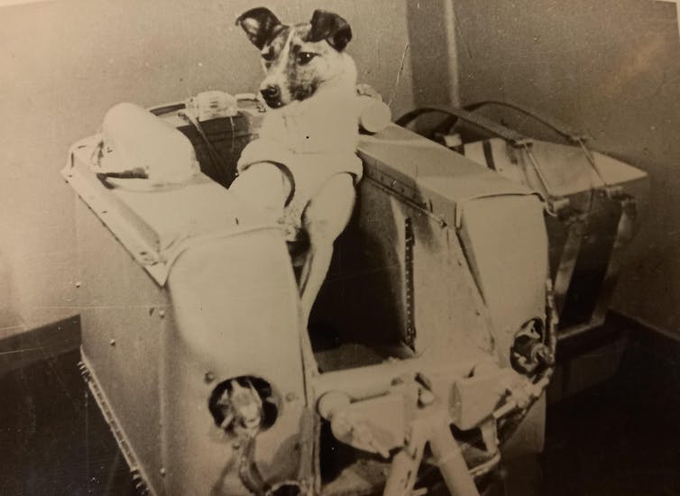 Laika inside a space capsule