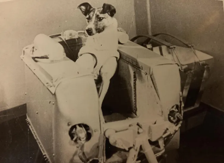 Laika inside a space capsule