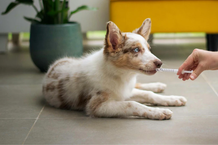 A human gives a dog medication