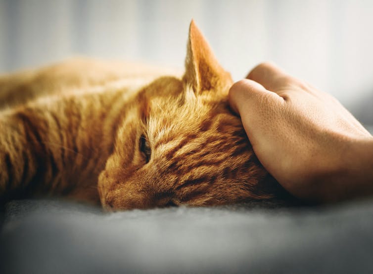 Hand strokes a tired-looking cat.