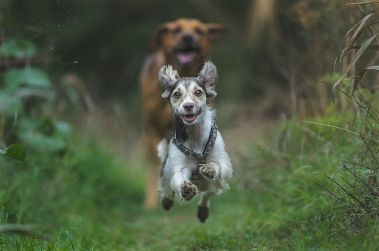 A small dog running, followed by a larger dog