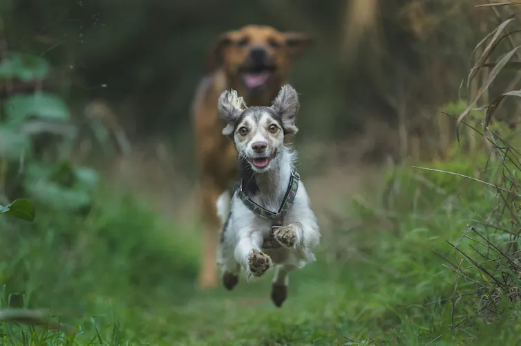 A small dog running, followed by a larger dog