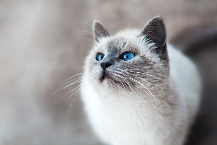 A white and grey cat with blue eyes.