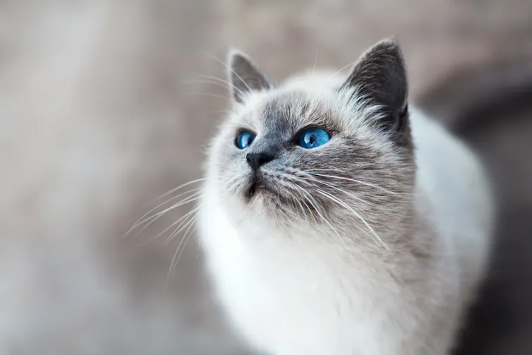 A white and grey cat with blue eyes.