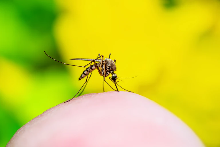 A picture of the Aedes mosquito biting into a person's skin.