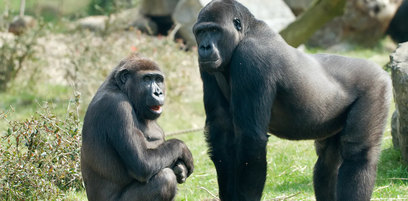 Who’s got the power? Studies of male and female primates show it’s not ...