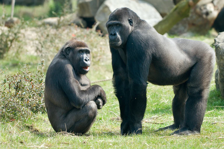 Two black primates, one sitting on its haunches, the larger one standing on all fours