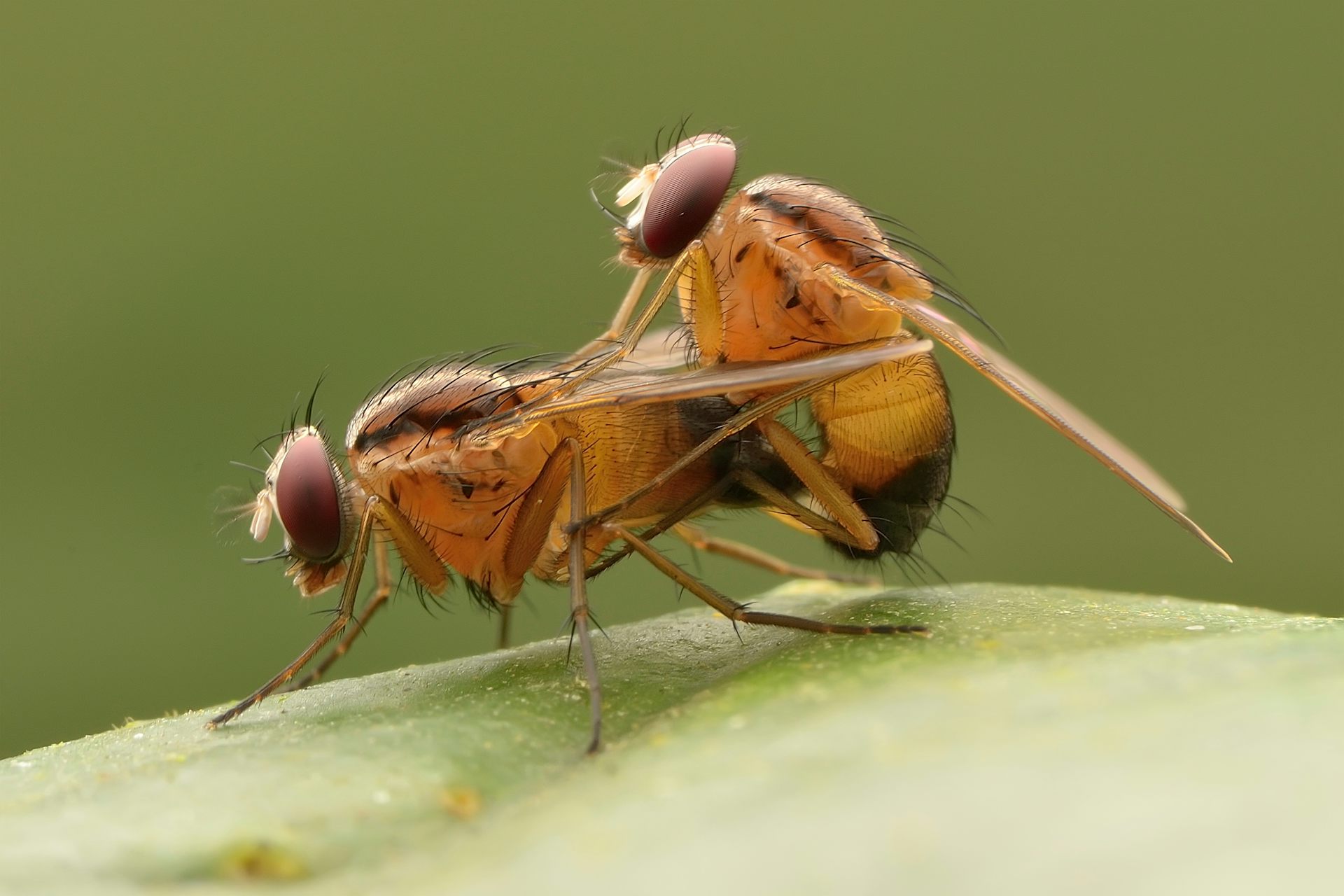 ¿Cómo sabe una golondrina cómo fabricar su nido y un oso cuándo hibernar?