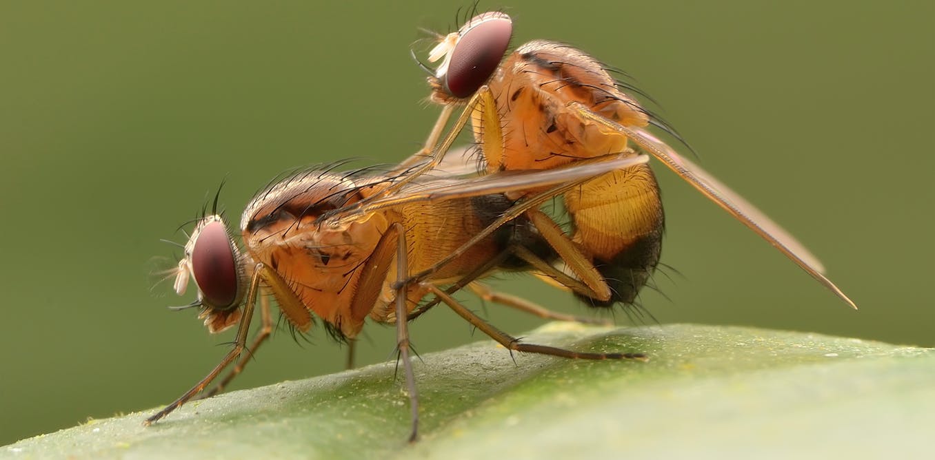 ¿Cómo sabe una golondrina cómo fabricar su nido y un oso cuándo hibernar?