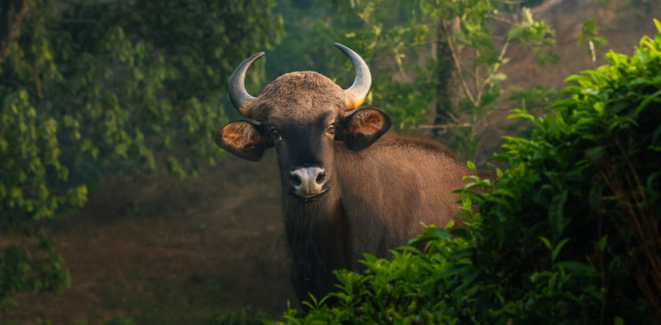 how conservationists use freezers to ‘biobank’ wildlife how conservationists use freezers to ‘biobank’ wildlife