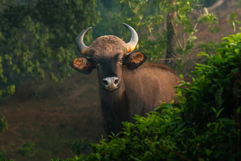 big wild buffalo with horns looking at camera amid tea plantation