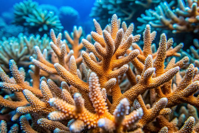 close up of branched orange coral in sea