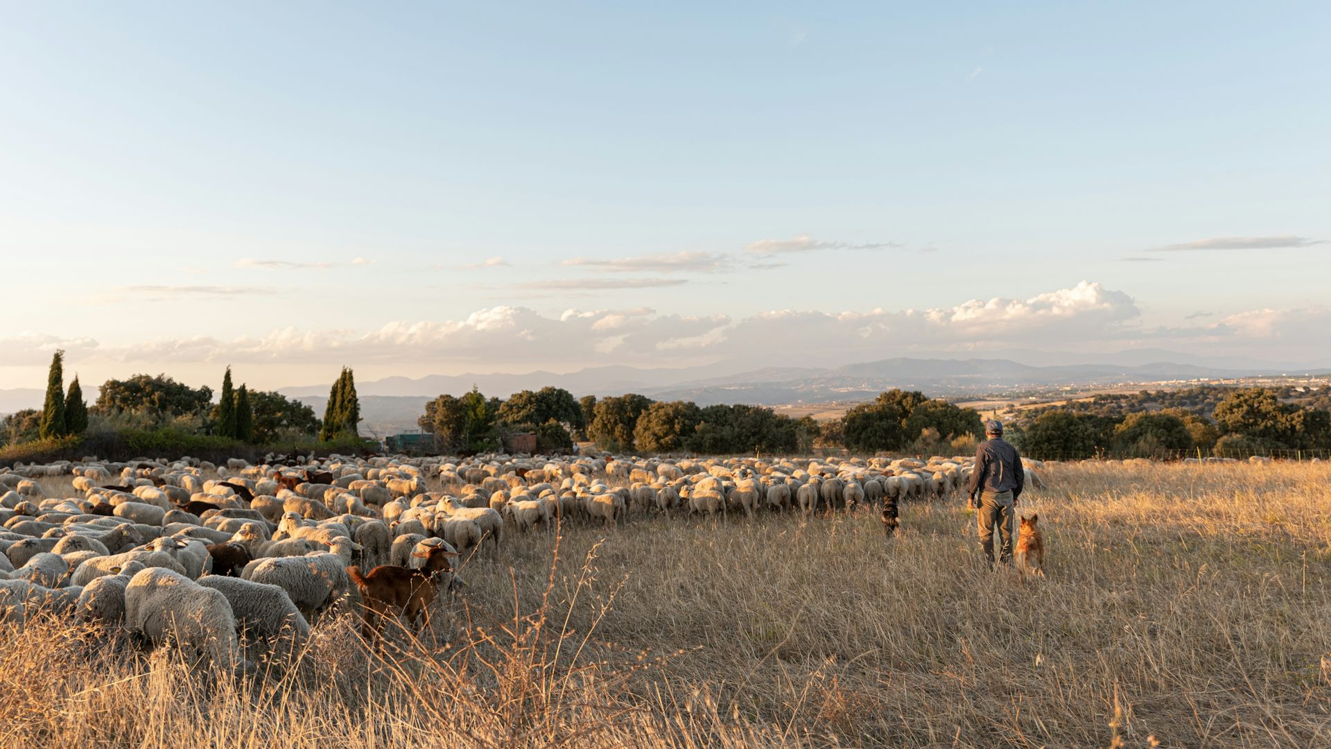 Un pastor de espaldas con un rebaño de ovejas en un paisaje rural