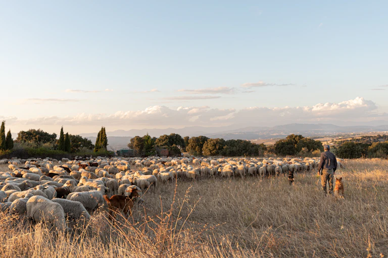 Un pastor de espaldas con un rebaño de ovejas en un paisaje rural