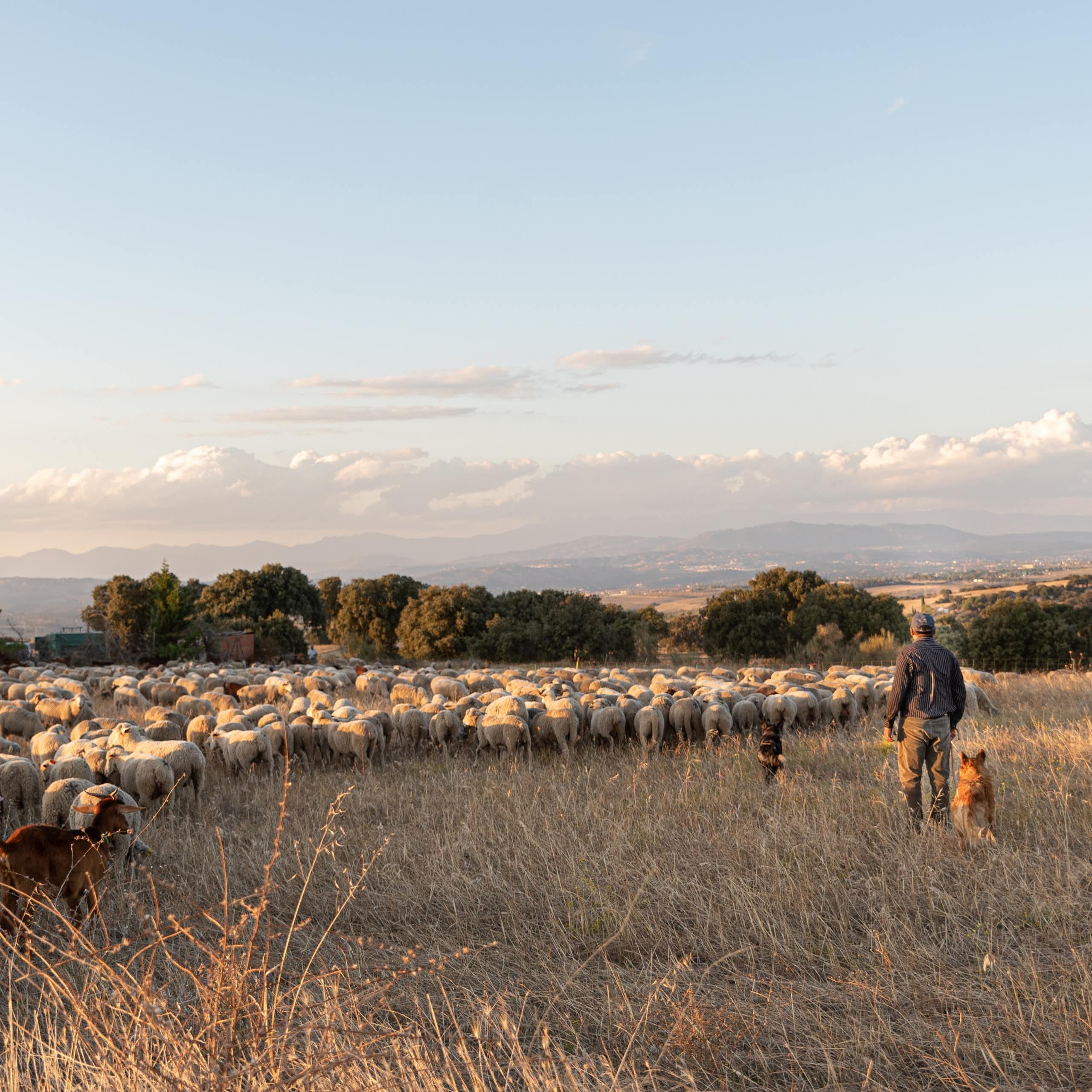 Un pastor de espaldas con un rebaño de ovejas en un paisaje rural
