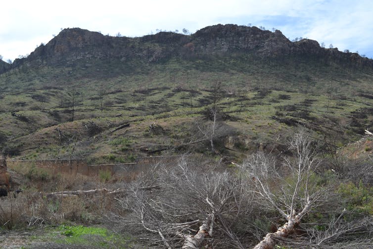 Paisaje tras un incendio, con cenizas y vegetación