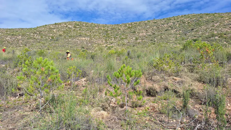 Un paisaje con pinos y arbustos y dos personas haciendo tratamientos silvícolas