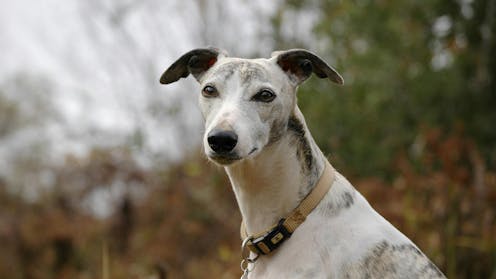 Toni Jordan meditates on a childhood with greyhounds and gamblers