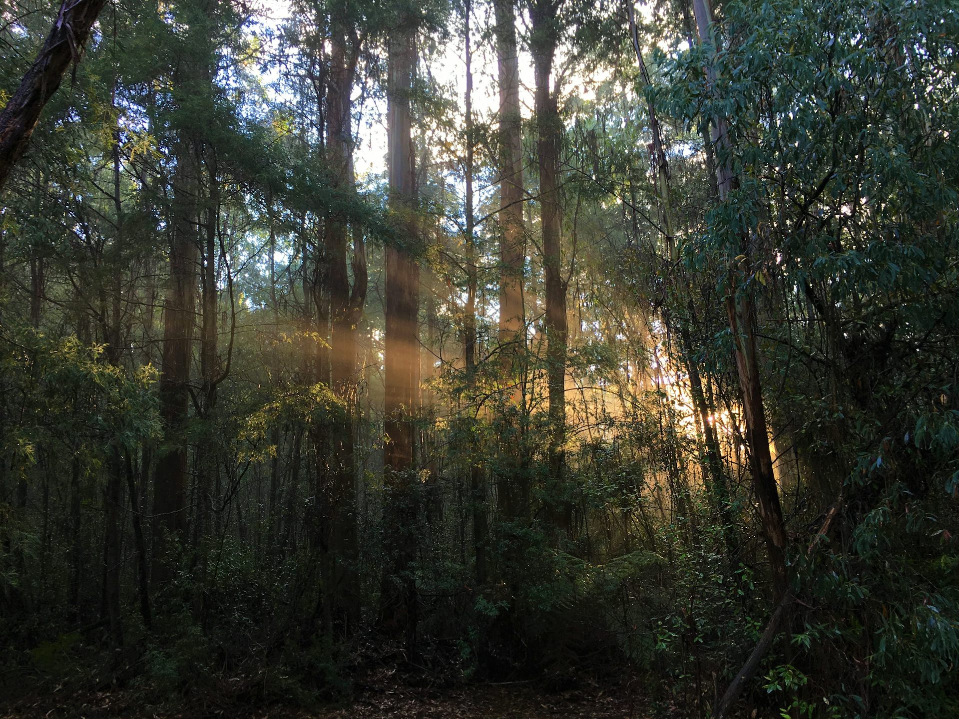 Climate change is driving a silent, sinister change in Australia’s mountain ash forests