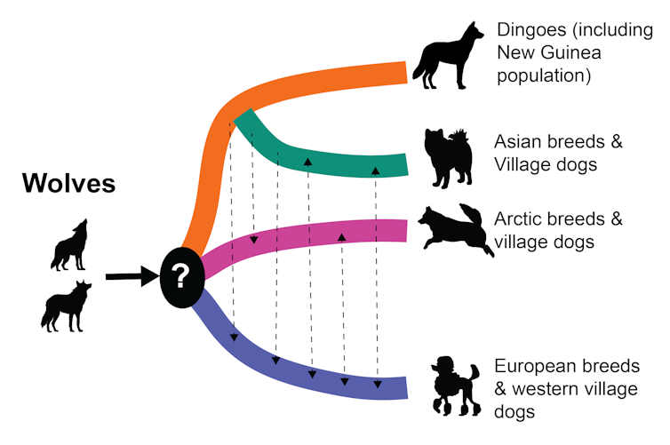 Figure showing different evolutionary paths of dingoes, wolves and dogs.