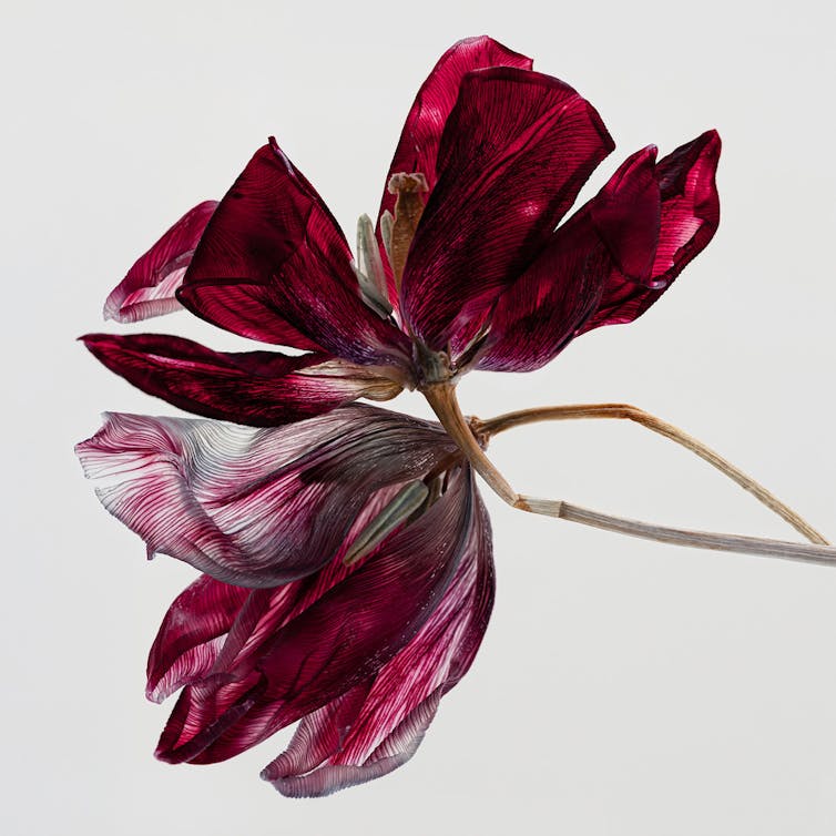 A red dried flower on a lightbox.