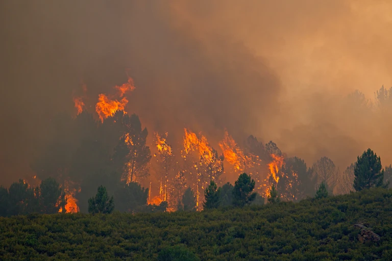 Pinos ardiendo