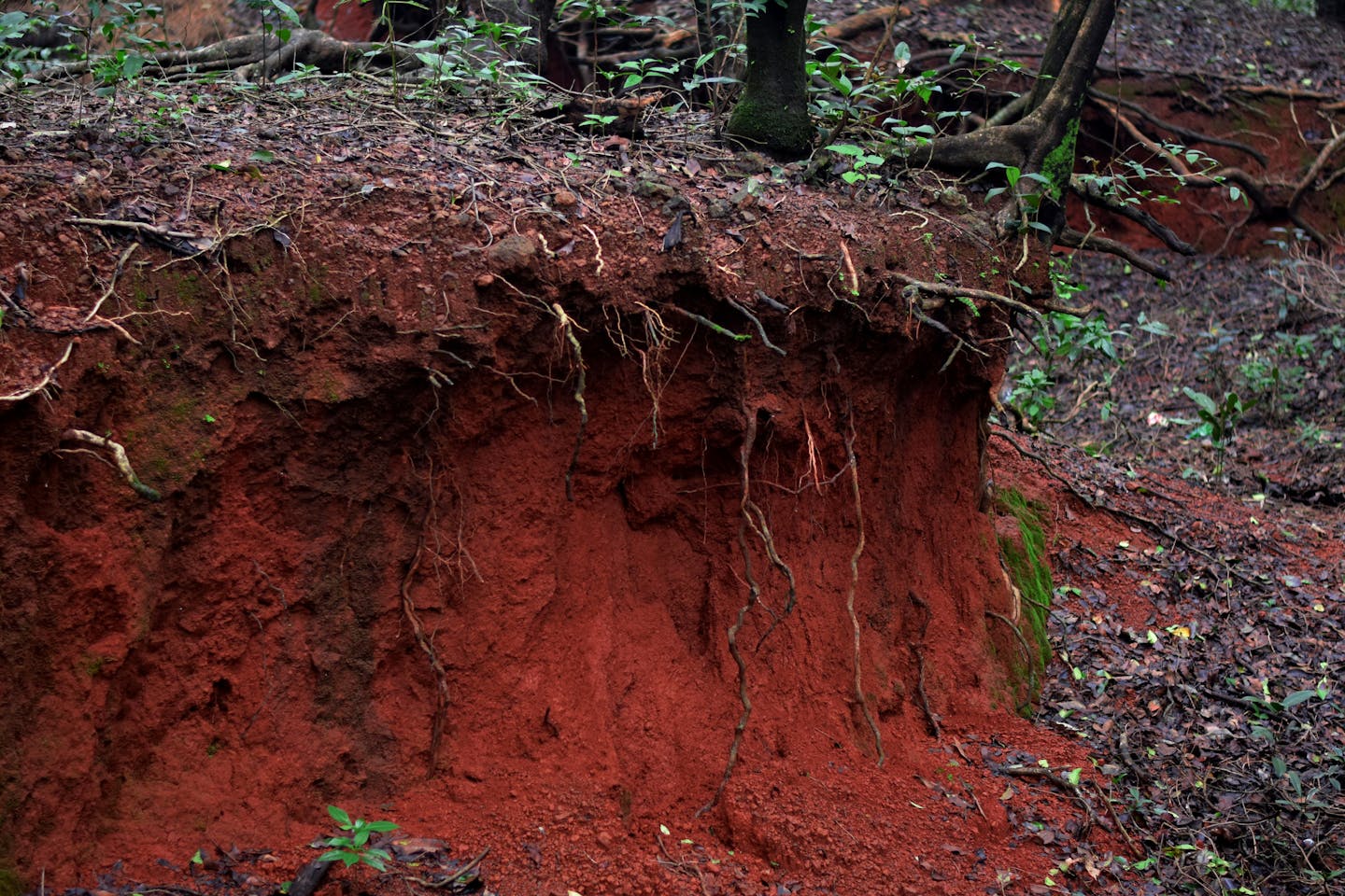plant roots in a forest