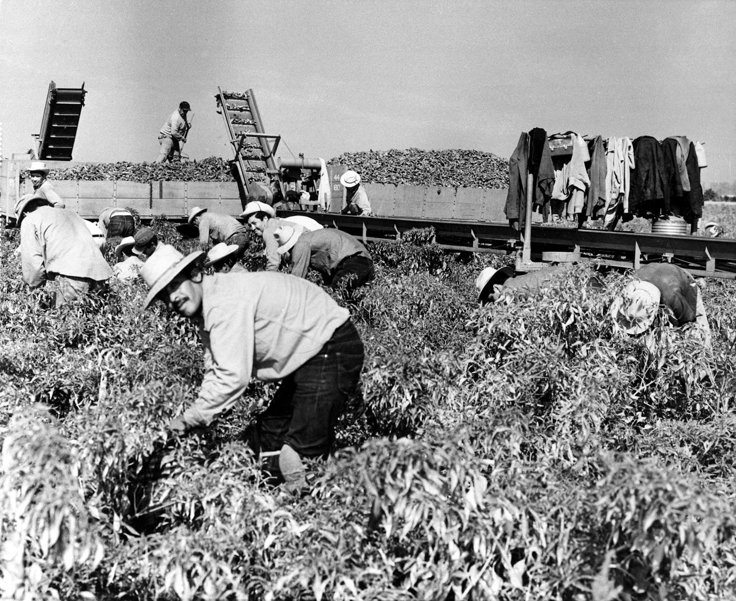 A black and white photo shows several men picking crops in a field.