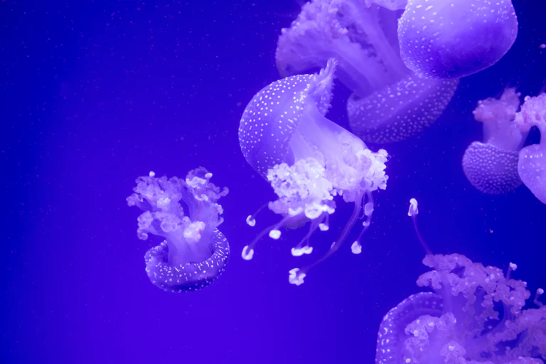 jellyfish