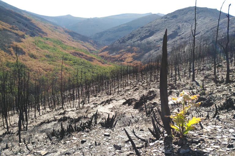 Paisaje posincendio con troncos ennegrecidos, cenizas y rebrote en primer plano