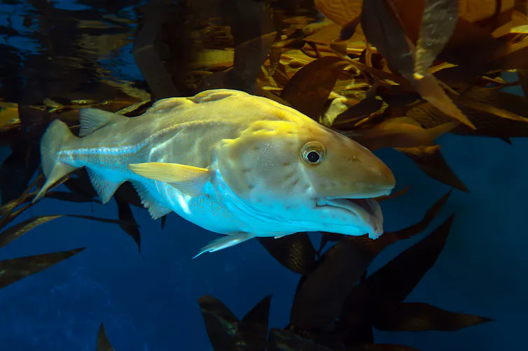 Smiley cod fish