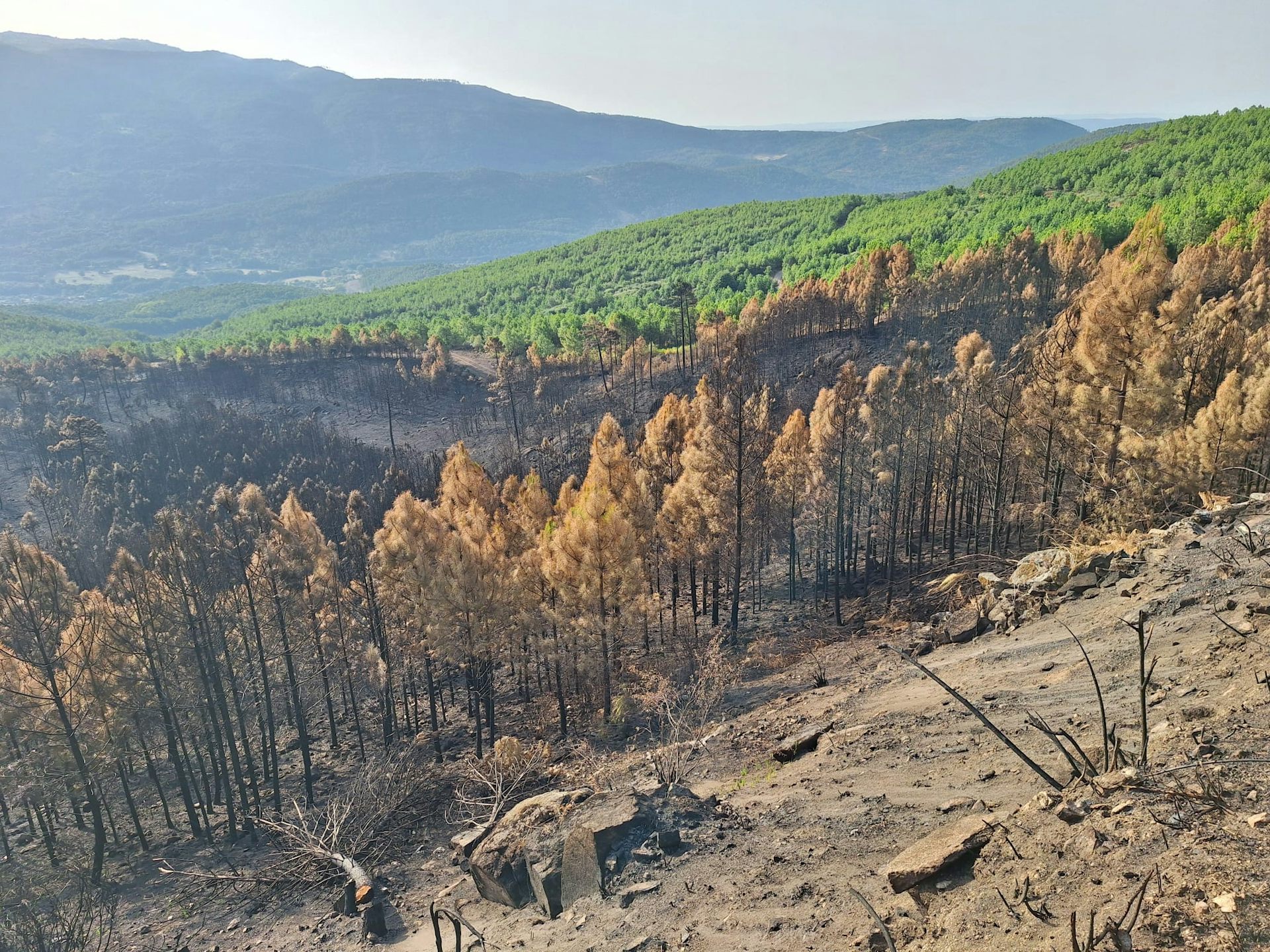 Paisaje en el que se ven pinos quemados y cenizas